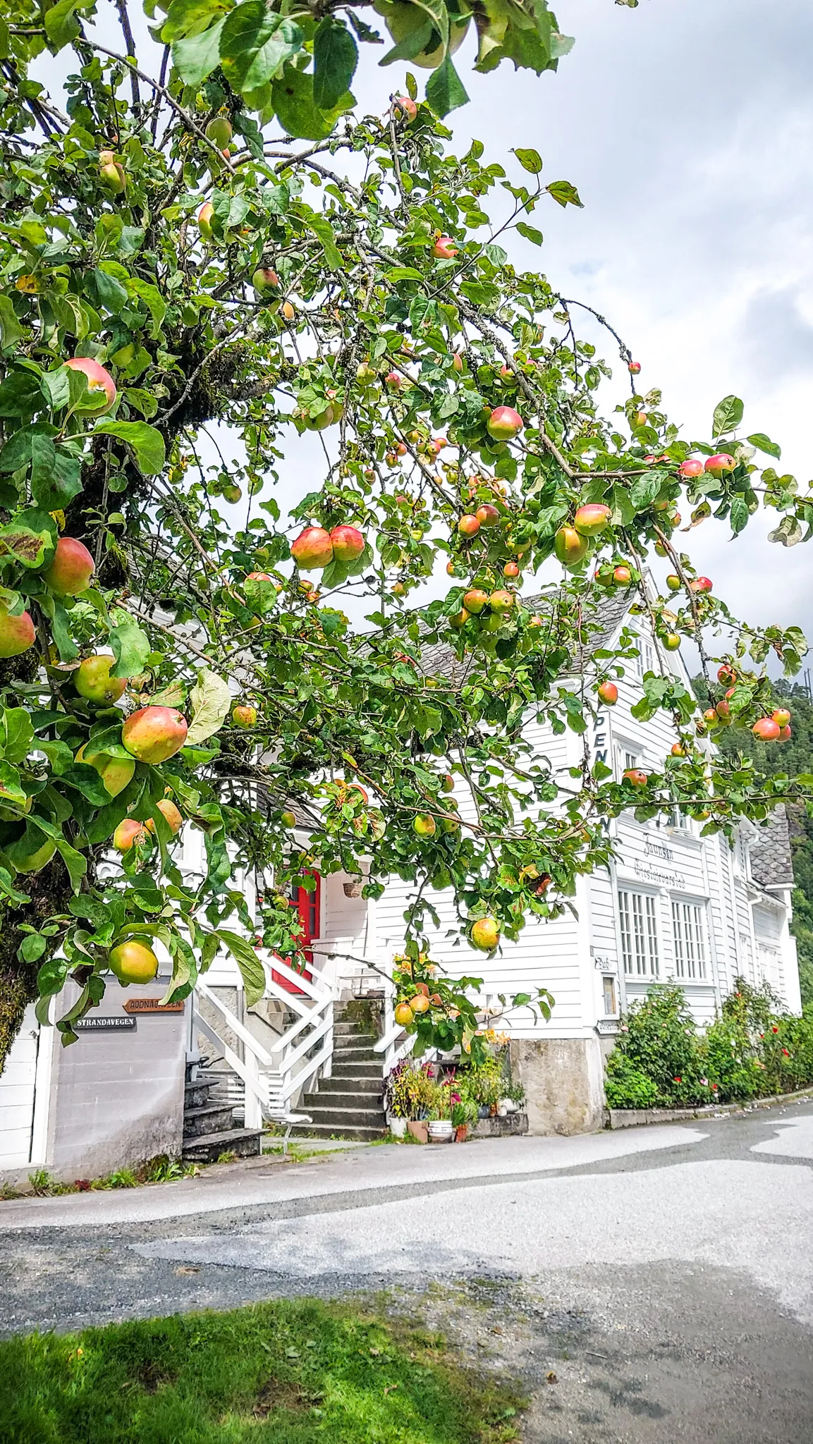 photo of an apple tree in front of the hotel